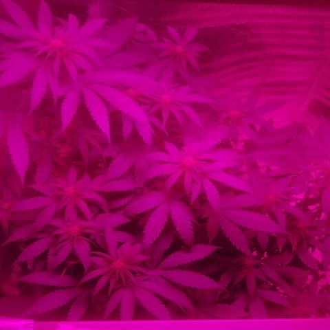 Lemon Cake growlog timeline photo