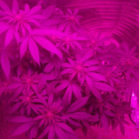 Lemon Cake growlog timeline photo