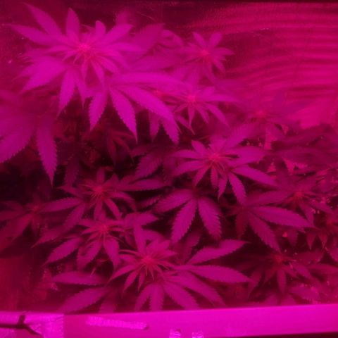 Lemon Cake growlog timeline photo