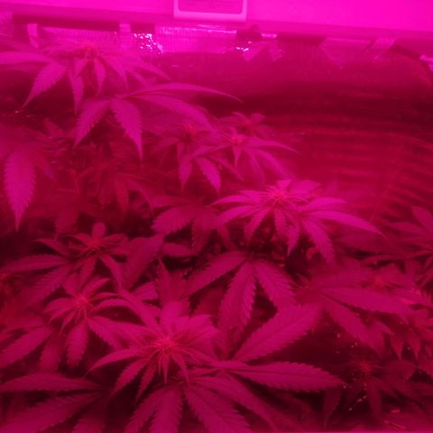 Lemon Cake growlog timeline photo
