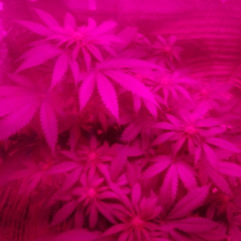 Lemon Cake growlog timeline photo