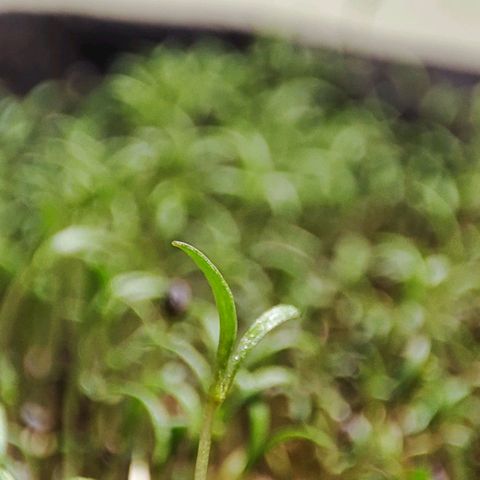 MicroGreens growlog timeline photo