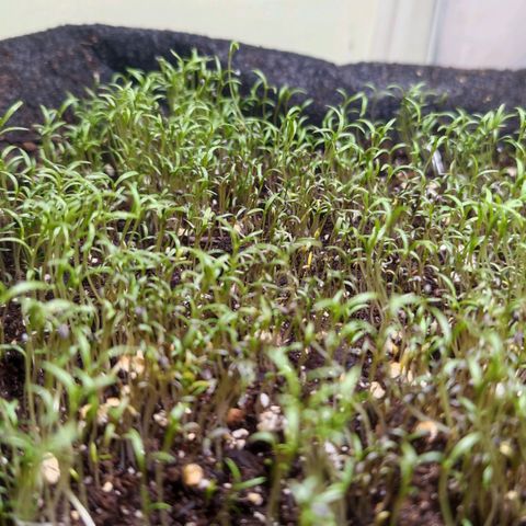 MicroGreens growlog timeline photo