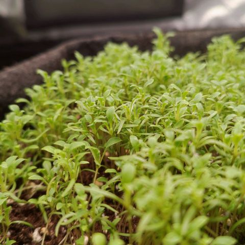 MicroGreens growlog timeline photo