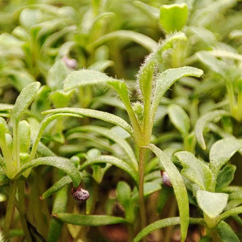 MicroGreens growlog timeline photo