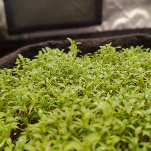 MicroGreens growlog timeline photo