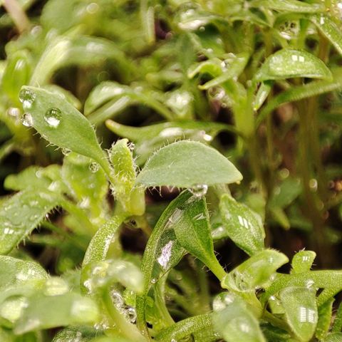 MicroGreens growlog timeline photo