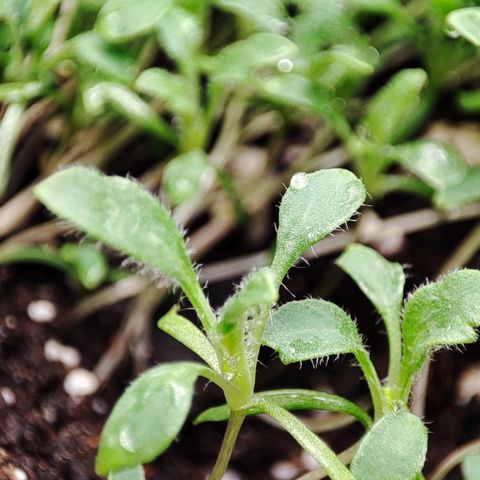 MicroGreens growlog timeline photo