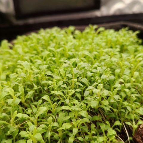 MicroGreens growlog timeline photo