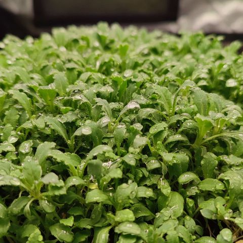 MicroGreens growlog timeline photo
