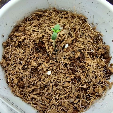 Durban Poison growlog timeline photo