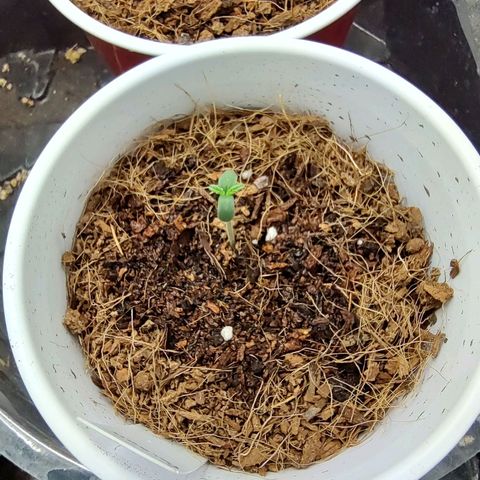 Durban Poison growlog timeline photo