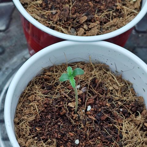 Durban Poison growlog timeline photo