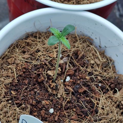 Durban Poison growlog timeline photo
