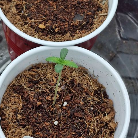 Durban Poison growlog timeline photo