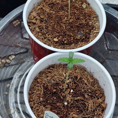 Durban Poison growlog timeline photo