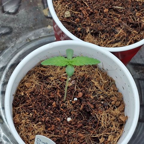 Durban Poison growlog timeline photo