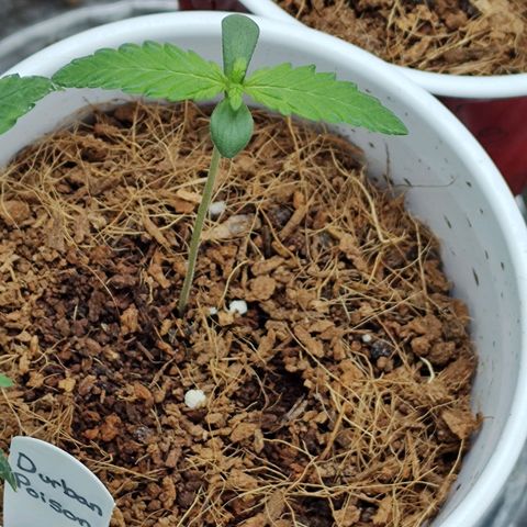 Durban Poison growlog timeline photo