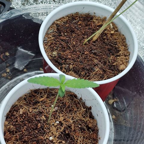 Durban Poison growlog timeline photo