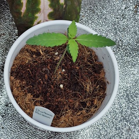Durban Poison growlog timeline photo