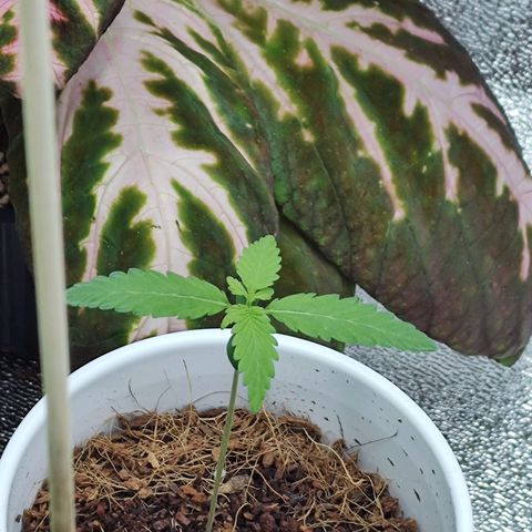Durban Poison growlog timeline photo
