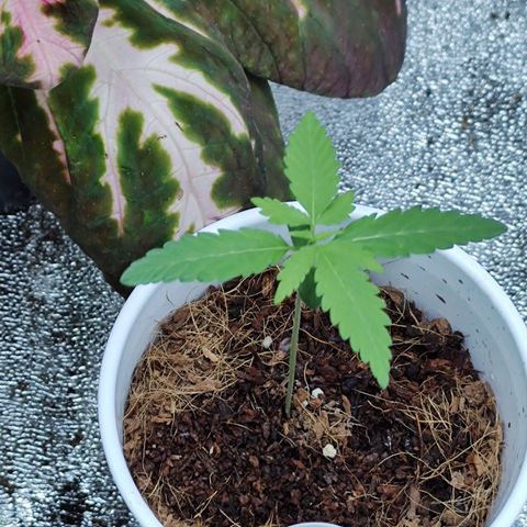 Durban Poison growlog timeline photo