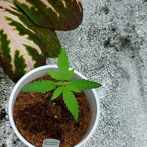 Durban Poison growlog timeline photo