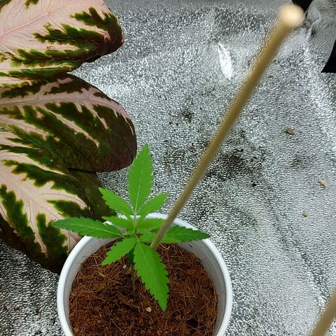 Durban Poison growlog timeline photo