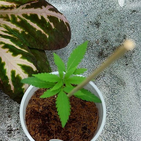 Durban Poison growlog timeline photo