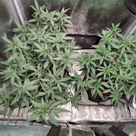 Durban Poison growlog timeline photo