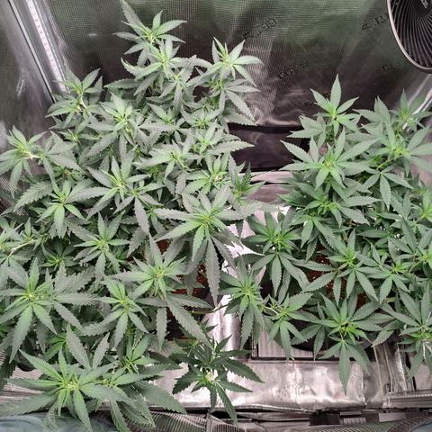 Durban Poison growlog timeline photo