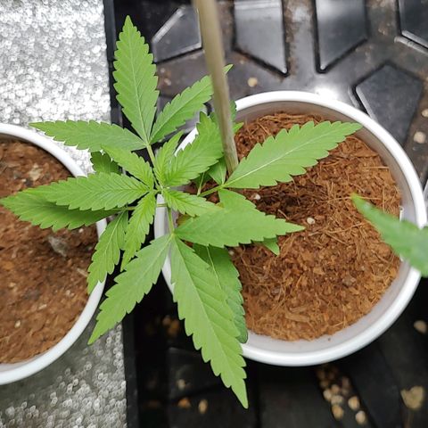 Durban Poison growlog timeline photo