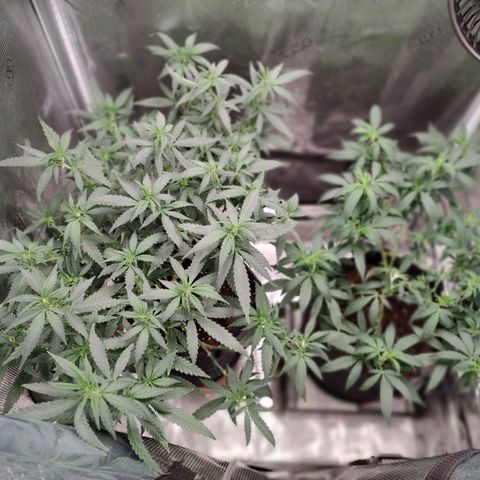 Durban Poison growlog timeline photo