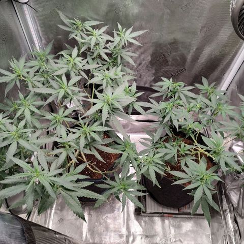 Durban Poison growlog timeline photo