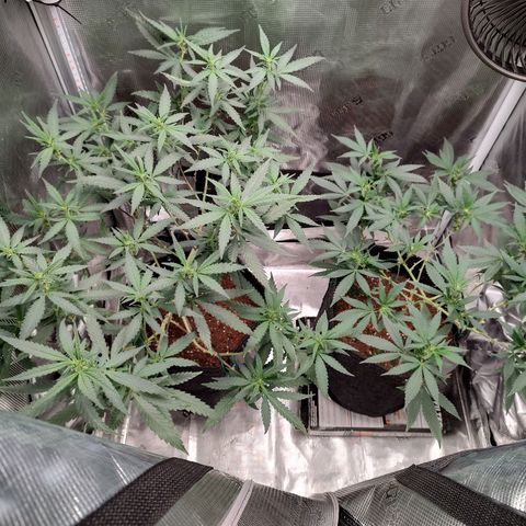 Durban Poison growlog timeline photo