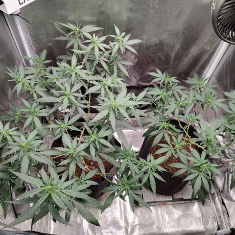Durban Poison growlog timeline photo