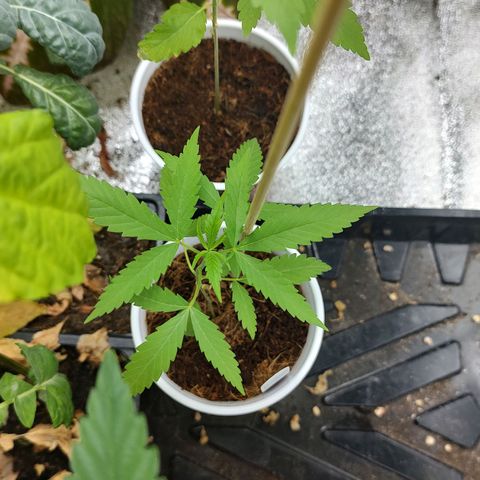 Durban Poison growlog timeline photo