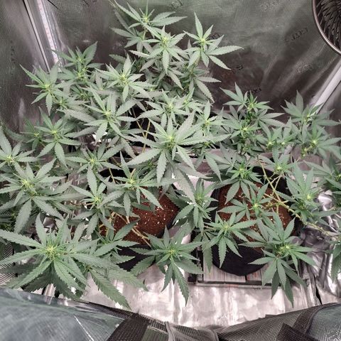 Durban Poison growlog timeline photo
