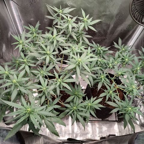 Durban Poison growlog timeline photo