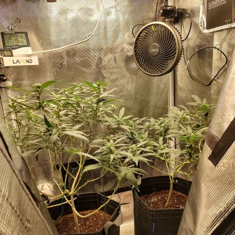 Durban Poison growlog timeline photo