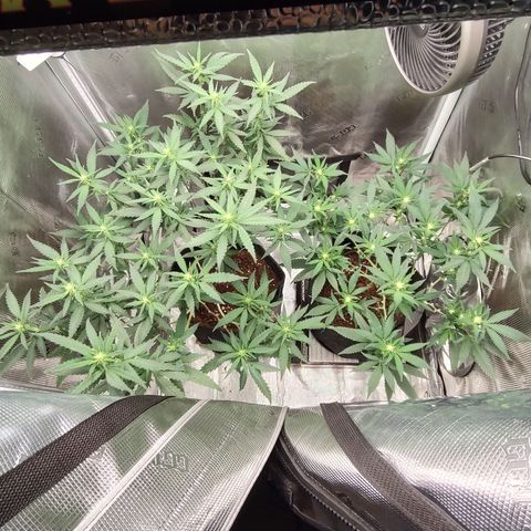 Durban Poison growlog timeline photo