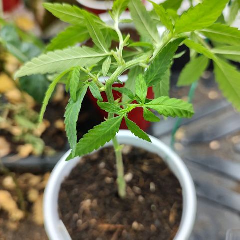 Durban Poison growlog timeline photo