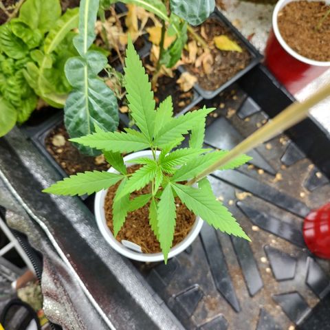 Durban Poison growlog timeline photo