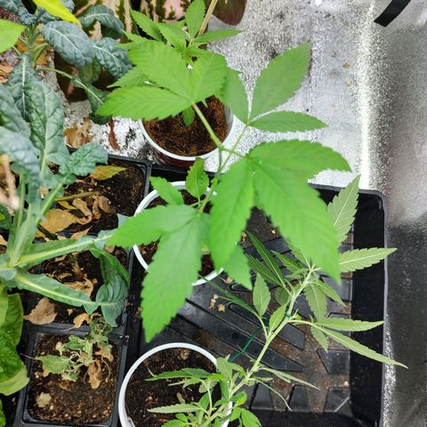 Durban Poison growlog timeline photo