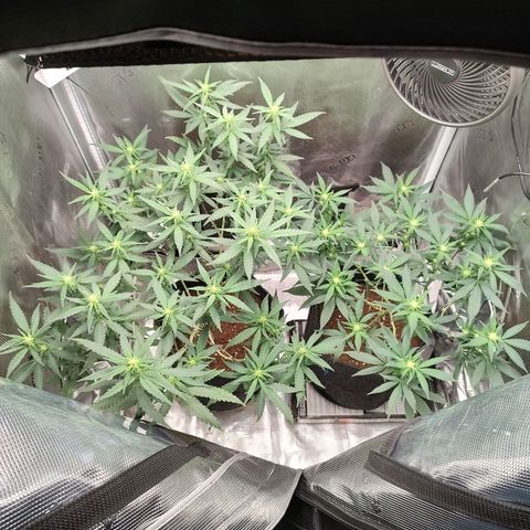 Durban Poison growlog timeline photo