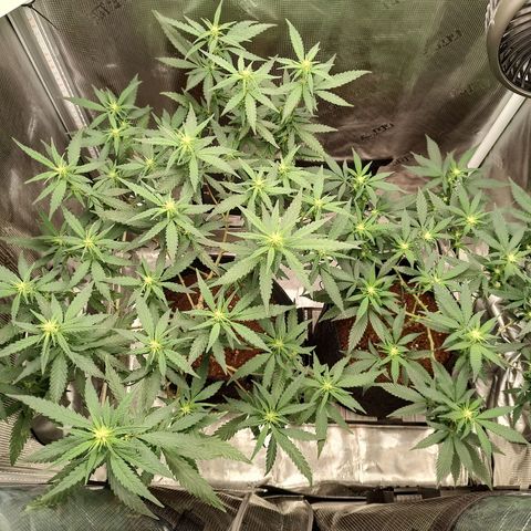 Durban Poison growlog timeline photo