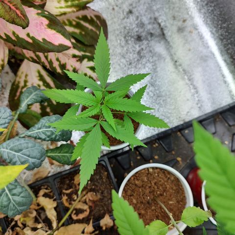 Durban Poison growlog timeline photo