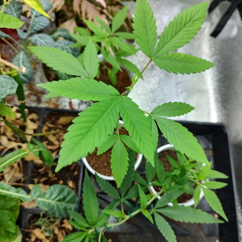 Durban Poison growlog timeline photo