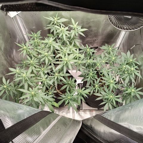 Durban Poison growlog timeline photo