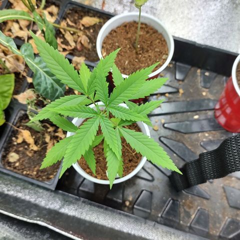 Durban Poison growlog timeline photo